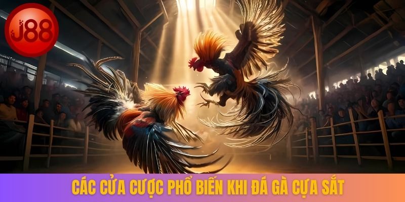 Các loại gà chiến phổ biến tại nhà cái trực tuyến