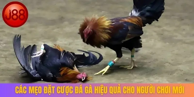 Các mẹo đặt cược đá gà hiệu quả cho người chơi mới