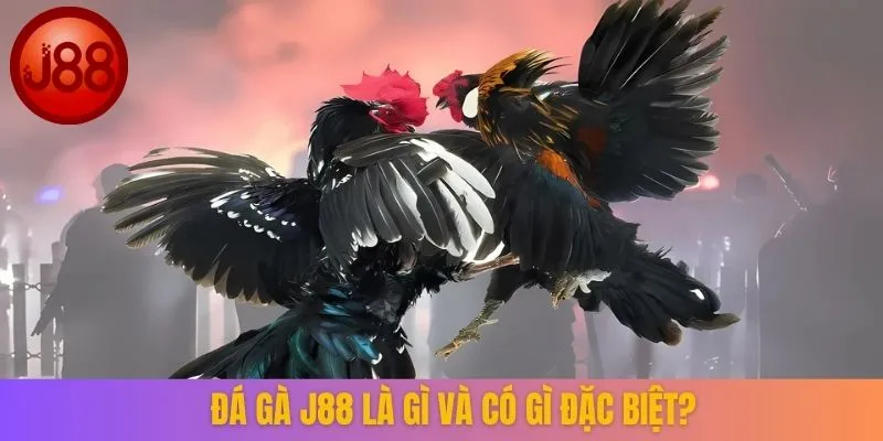 Đá gà J88 là gì và có gì đặc biệt?
