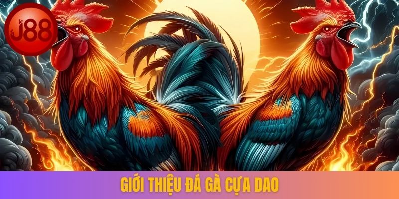 Giới thiệu đá gà cựa dao