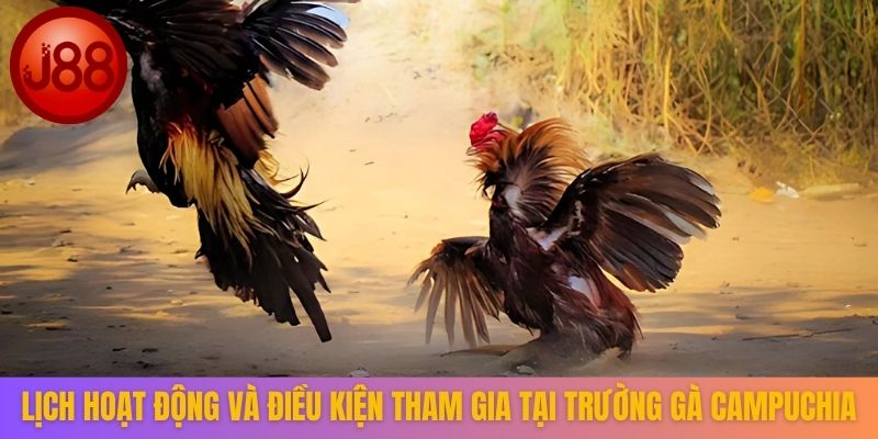 Lịch hoạt động và điều kiện tham gia tại trường gà Campuchia