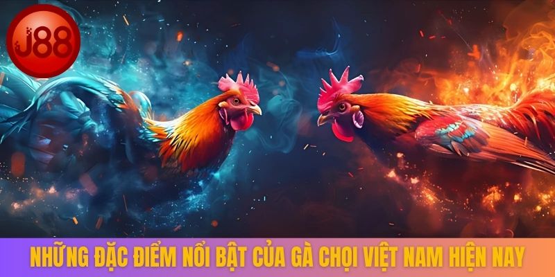 Những đặc điểm nổi bật của gà chọi Việt Nam hiện nay