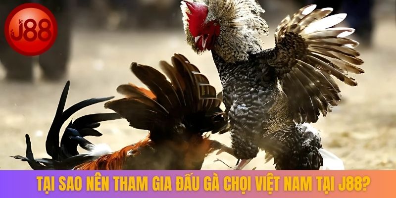 Tại sao nên tham gia đấu gà chọi Việt Nam tại J88?