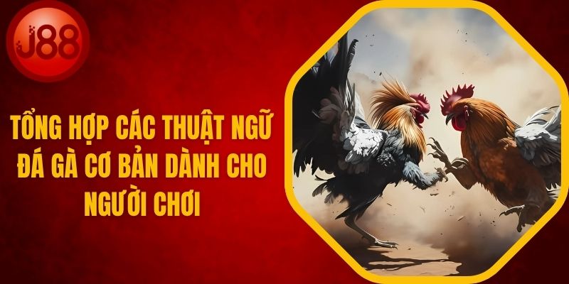 Thuật Ngữ Đá Gà Cơ Bản Dành Cho Người Chơi