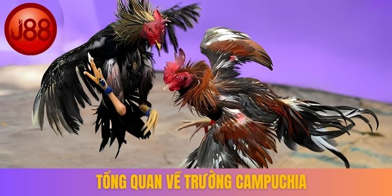 Tổng quan về trường Campuchia