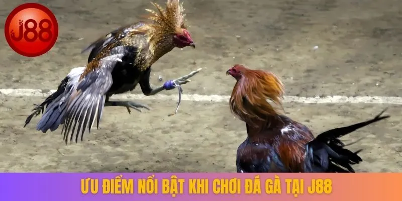 Ưu điểm nổi bật khi chơi đá gà