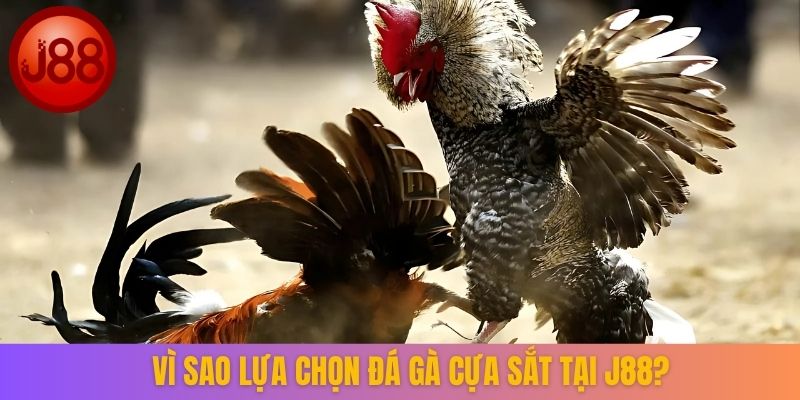 Vì sao lựa chọn đá gà cựa sắt tại J88?